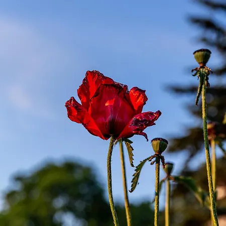 Wellnessparadies Mit Sauna Und Whirlpool 펜션