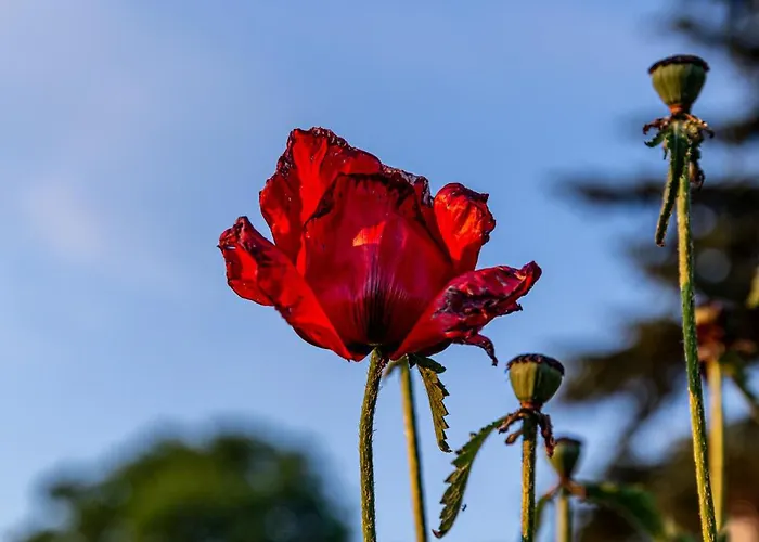 Wellnessparadies Mit Sauna Und Whirlpool 別荘